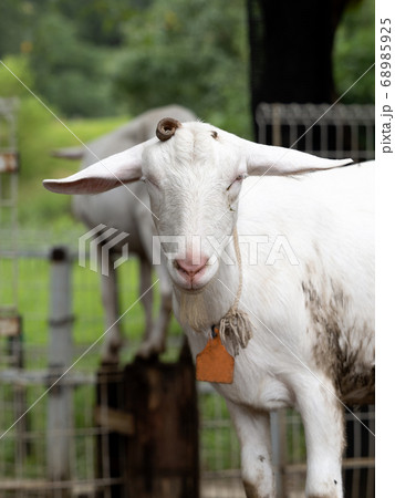 ヤギ ヤギ 68985925
