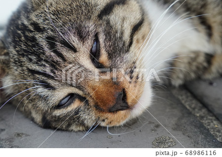 猛暑の中で日陰を上手く見つけて休む野良猫の子猫 猛暑の中で日陰を上手く見つけて休む野良猫の子猫 68986116