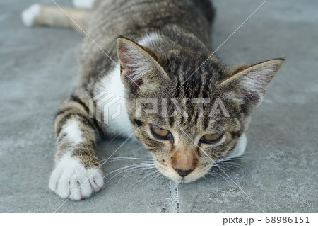 猛暑の中で日陰を上手く見つけて休む野良猫の子猫 68986151