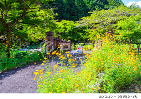出流川の橋と黄花コスモス 68986736
