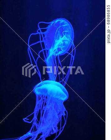 クラゲ 68986855