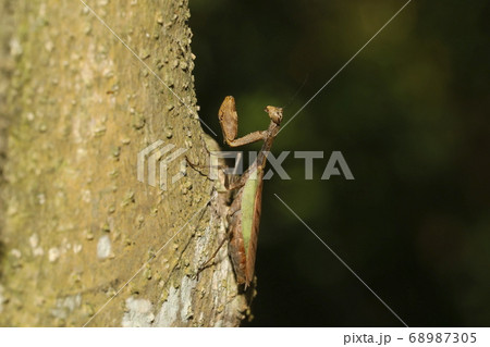 ヒメカマキリ ヒメカマキリ 68987305