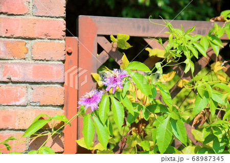 トケイソウの花 トケイソウの花 68987345