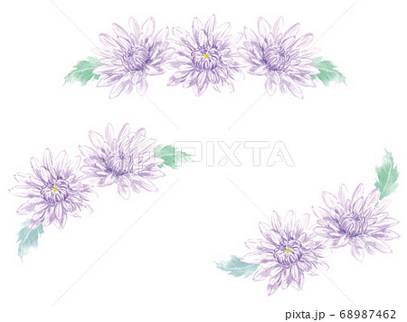 菊の飾りセット 水彩イラストのイラスト素材