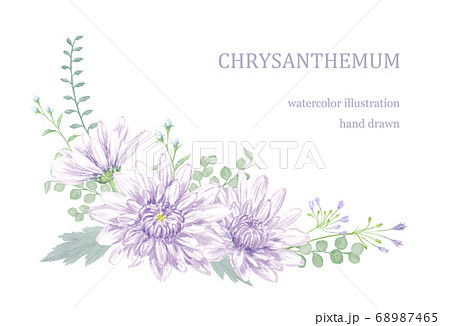 水彩で描いた菊の飾りのイラスト素材