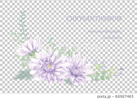 水彩で描いた菊の飾り 68987465