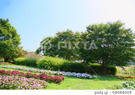 サルスベリの花 サルスベリの花 68988009