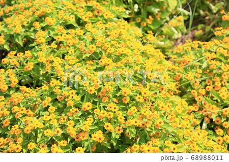 メランポジュウムの花 68988011