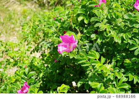 三陸ジオパーク三王岩　ハマナスの花 68988166
