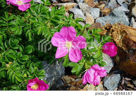 三陸ジオパーク三王岩 ハマナスの花 三陸ジオパーク三王岩 ハマナスの花 68988167