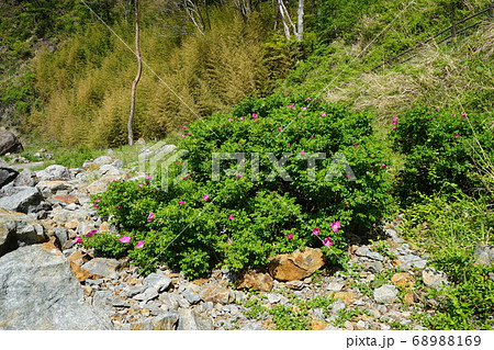 三陸ジオパーク三王岩 ハマナスの花 三陸ジオパーク三王岩 ハマナスの花 68988169