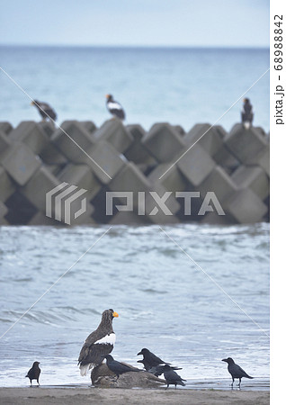 エゾシカの亡骸に群れるオオワシとカラス(北海道) エゾシカの亡骸に群れるオオワシとカラス(北海道) 68988842
