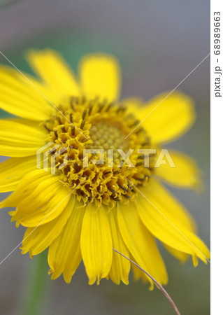 ウサギギク　高山植物　中央アルプス千畳敷 68989663