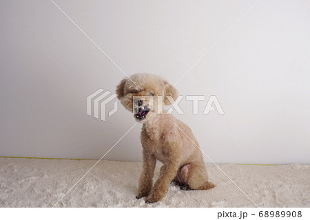 威嚇してるトイプードルの写真素材 6908