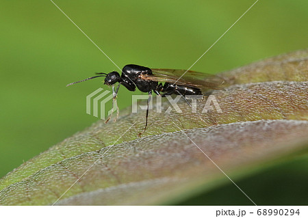 生き物 昆虫 クロオオアリ 羽蟻 オス 丸くて小さな頭に立派な胸部 大きさは女王の半分強の写真素材