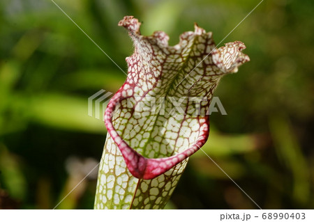 8月 江東300食虫植物サラセニア・サラセニア科・夢の島熱帯植物館 8月 江東300食虫植物サラセニア・サラセニア科・夢の島熱帯植物館 68990403