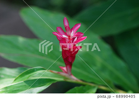 8月 江東299レッドジンジャー・ショウガ科・夢の島熱帯植物館 8月 江東299レッドジンジャー・ショウガ科・夢の島熱帯植物館 68990405