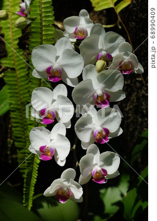 8月　江東294ファレノプシス(胡蝶蘭)･ラン科･夢の島熱帯植物館 68990409