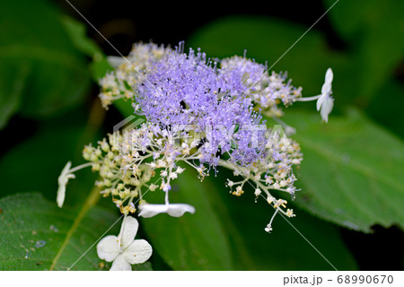 厚い盛りの可憐な花の写真素材