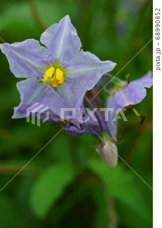 1412　ワルナスビ 68990852