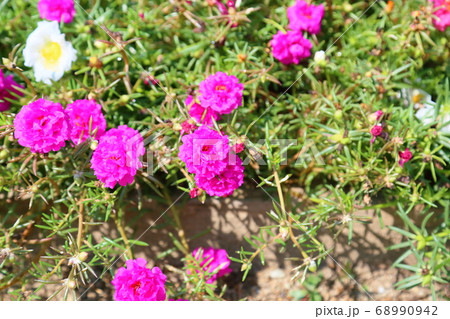 八重咲ポーチュラカの花 八重咲ポーチュラカの花 68990942
