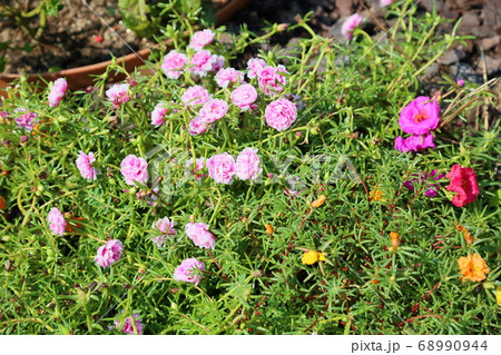 八重咲ポーチュラカの花 68990944