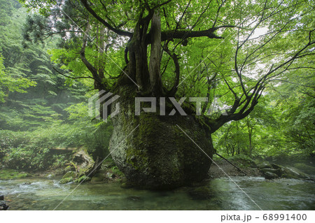 《秋田県・五城目町》ネコバリ岩 68991400