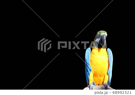 Macaw bird perched on the dry timber isolated on black background. Clipping path. Macaw bird perched on the dry timber isolated on black background. Clipping path. 68992321