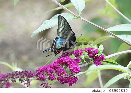 滝野公園のミヤマカラスアゲハ 68992356
