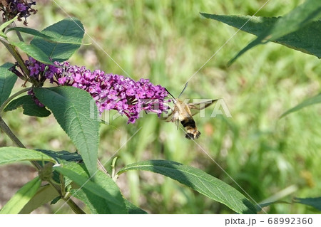 滝野公園のクロスキバホウジャク 68992360
