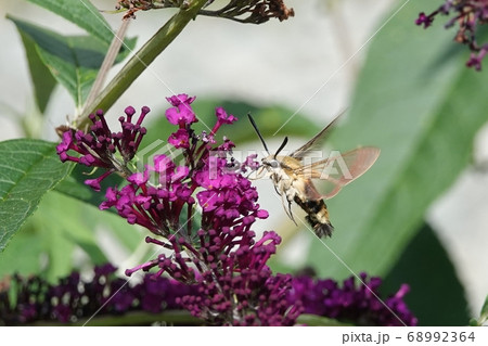 滝野公園のクロスキバホウジャク 68992364