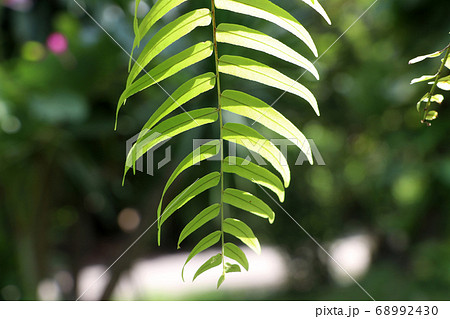 Nephrolepis sp leaves on sunny with nature background. Nephrolepis sp leaves on sunny with nature background. 68992430