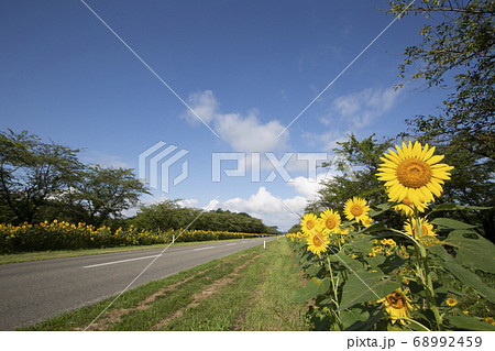 《秋田県》大潟村のひまわりロード 《秋田県》大潟村のひまわりロード 68992459