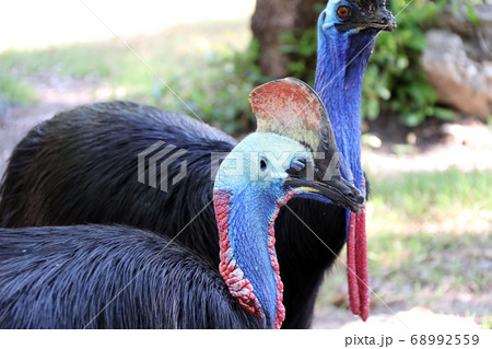 Southern cassowary bird or double-wattled cassowary 68992559