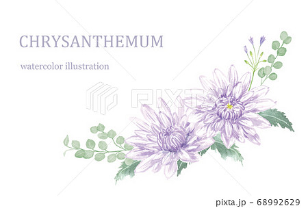 水彩で描いた菊の飾りのイラスト素材