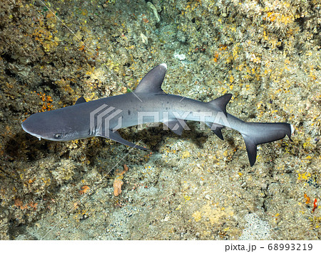 ネムリブカ 68993219