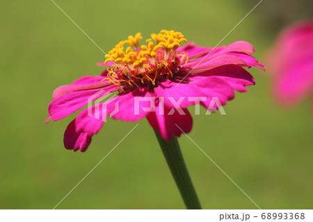 百日草 68993368