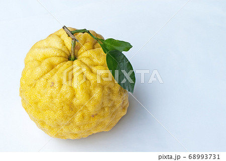 柚子(ユズ)、鬼ゆず(オニユズ)、獅子ゆず(シシユズ) 柚子(ユズ)、鬼ゆず(オニユズ)、獅子ゆず(シシユズ) 68993731