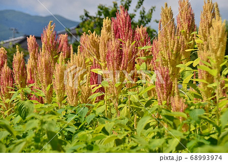 ソルガムの畑 68993974