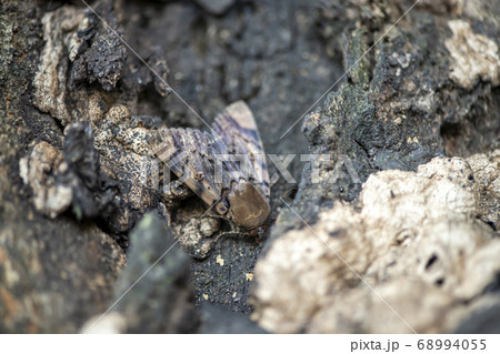 フクラスズメ 68994055