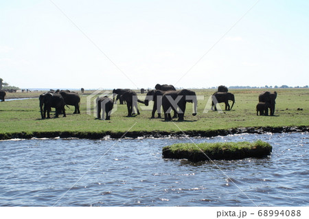 アフリカ象の楽園　ボツワナ　アフリカ 68994088