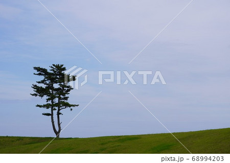 一本の松の木と緑の河川敷、宮城県仙台市避難の丘付近/A lone pine tree 一本の松の木と緑の河川敷、宮城県仙台市避難の丘付近/A lone pine tree 68994203