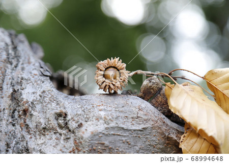 どんぐりの実 クヌギの実 の写真素材