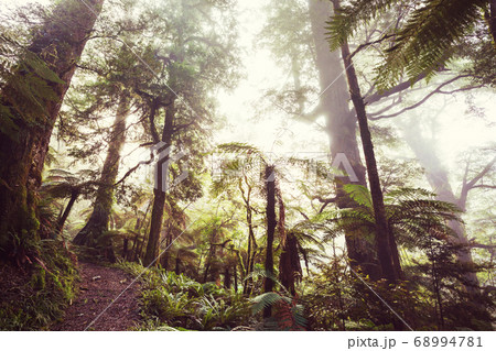 New Zealand forest New Zealand forest 68994781