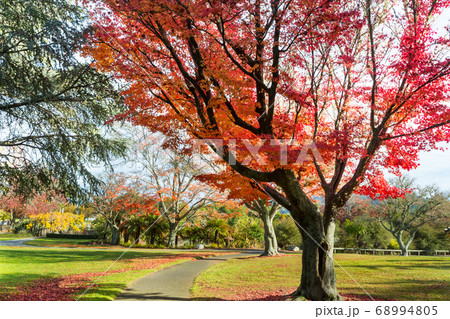 Autumn park in New Zealand Autumn park in New Zealand 68994805