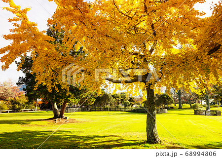 Autumn park in New Zealand Autumn park in New Zealand 68994806