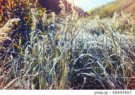 Autumn meadow Autumn meadow 68994807