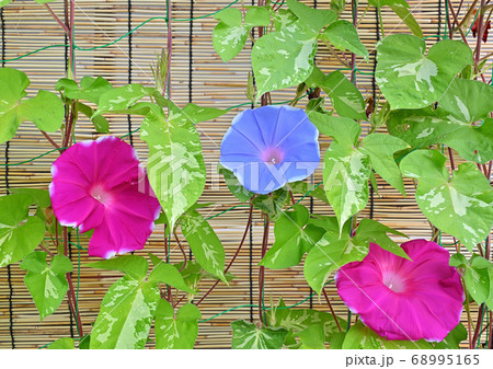 朝顔とすだれの写真素材 朝顔とすだれの写真素材