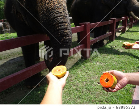PAHANG, MALAYSIA -SEPTEMBER 15, 2017: Tourists are given the opportunity to give elephants eat fruits at Kuala Gandah Elephant Conservation Center, Pahang, Malaysia. PAHANG, MALAYSIA -SEPTEMBER 15, 2017: Tourists are given the opportunity to give elephants eat fruits at Kuala Gandah Elephant Conservation Center, Pahang, Malaysia. 68995572