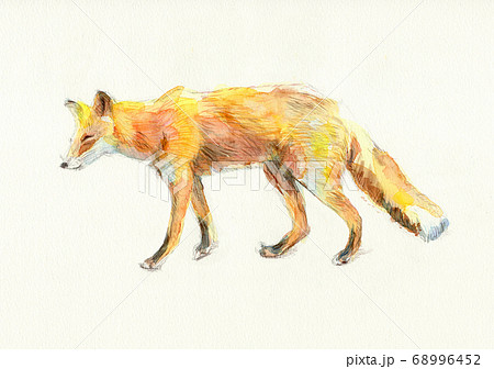 キツネ 狐 の画像素材 ピクスタ